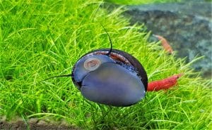 découvrez le fascinant monde des œufs d'escargots d'aquarium ! apprenez comment identifier, élever et prendre soin de ces petites créatures pour enrichir votre aquarium et favoriser un écosystème sain. idéal pour les passionnés d'aquariophilie en quête de nouvelles expériences.