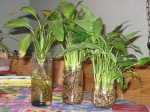 découvrez les feuilles marron du spathiphyllum, une plante d'intérieur prisée pour sa beauté et sa capacité à purifer l'air. apprenez comment en prendre soin pour qu'elle conserve son éclat tout en gérant les problèmes de coloration.