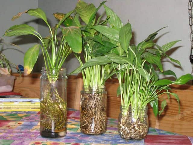 Spathiphyllum : comprendre les causes des feuilles marron